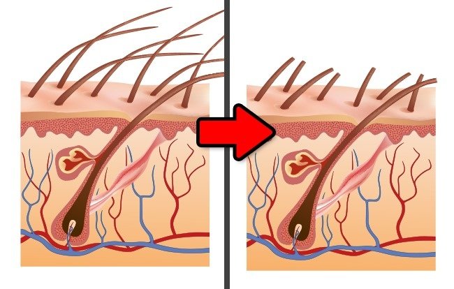 Cắt tóc sẽ khiến tóc trở lên dày hơn