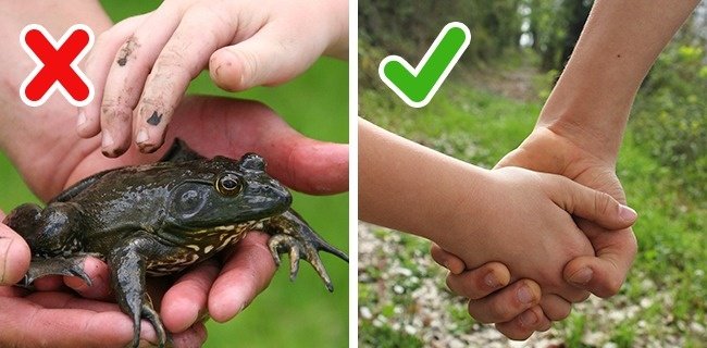 Chạm vào con cóc sẽ bị mọc mụn cóc