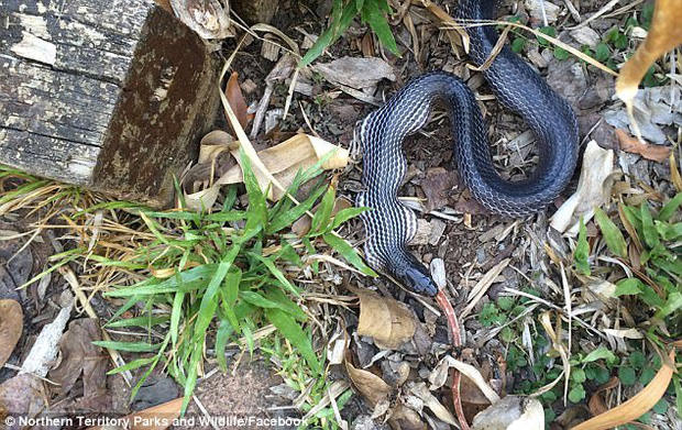 Rắn Slaty Grey có màu nâu xám hoặc đen