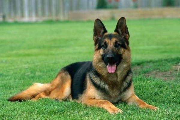 Từ lâu giống chó chăn cừu Đức đã nổi tiếng là loài chó thông minh