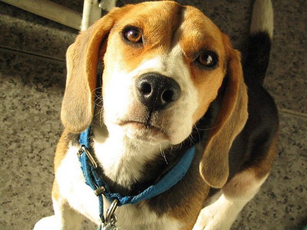 Chó săn thỏ rất dễ nuôi, thân thiện và thông minh