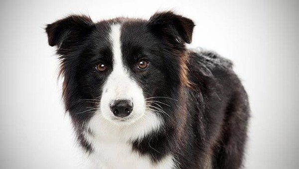 Collie biên giới (Border Collie) được đánh giá là loài chó thông minh nhất trong các họ hàng nhà chó