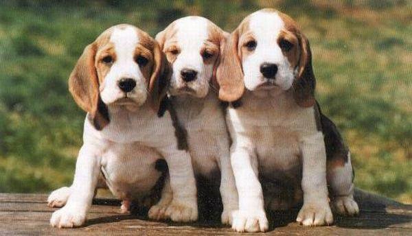 Chó săn cáo Mỹ nổi tiếng với chiếc mũi thính và phản ứng cực nhanh về mùi khi đi săn