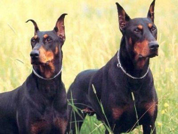 Dobermann là một giống chó hung dữ có nguồn gốc từ Đức nhưng chúng rất trung thành với gia đình chủ nhân của mình.