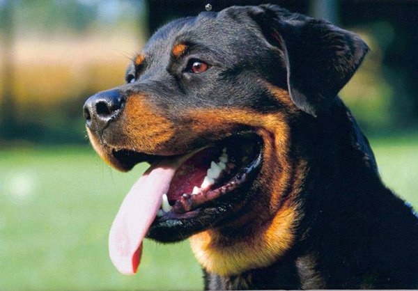 Rottweiler có vẻ bề ngoài to xác và hung dữ nhưng chúng rất thông minh, biết nghe lời, bình tĩnh, can đảm, tự tin và trung thành