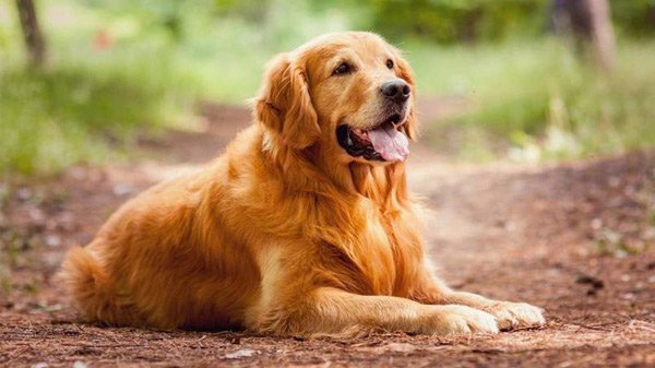 Golden Retriever rất trung thành, thông minh và có khả năng bơi lội cực giỏi