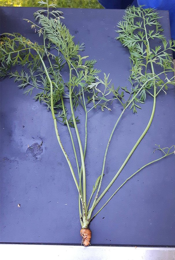 Bao nhiêu dinh dưỡng cứ đi hết lên lá, để lại một củ cà rốt nhìn đã muốn phóng hỏa