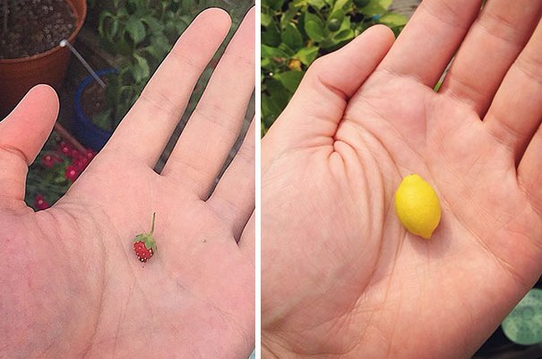 Mất công nuôi nấng bao năm mà nhận được thành quả chỉ muốn khóc ròng