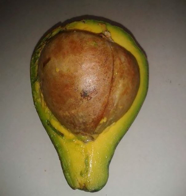 Ăn được miếng bơ mà chẳng hiểu sao muốn tức nghẹn cả họng