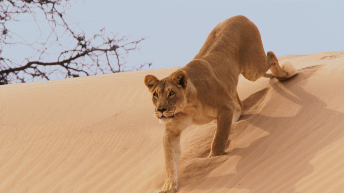 Sư tử là những con thú săn mồi siêu hạng