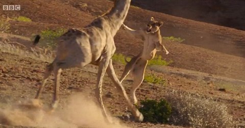 Tưởng sắp có bữa ăn thịnh soạn, sư tử bay người cắn hươu cao cổ và cái kết đắng