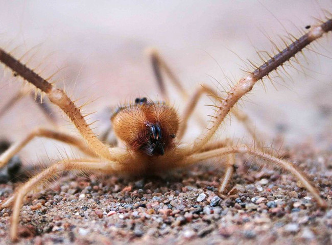 Sinh vật này có cách săn mồi giống bọ cạp hơn là nhện