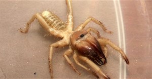Lai giữa nhện khổng lồ và bọ cạp, sinh vật kỳ lạ đầy lông lá này là nỗi khiếp sợ của nhiều người