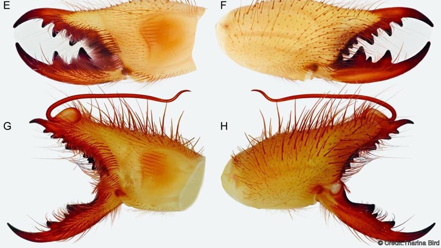 Hệ thống cơ hàm của chúng có cấu tạo giống hệt bọ cạp