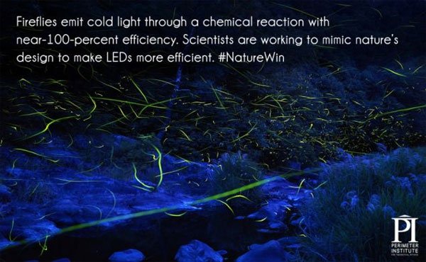 Đom đóm phát ra ánh sáng lạnh 