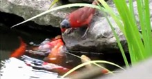 Cảnh tượng hiếm gặp, chim sẻ mớm thức ăn cho đàn cá vàng như những đứa con