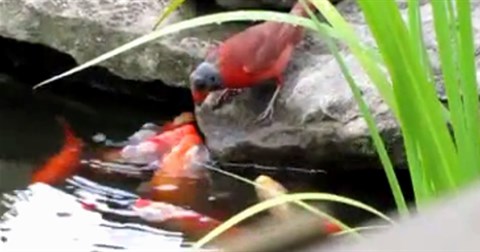 Cảnh tượng hiếm gặp, chim sẻ mớm thức ăn cho đàn cá vàng như những đứa con