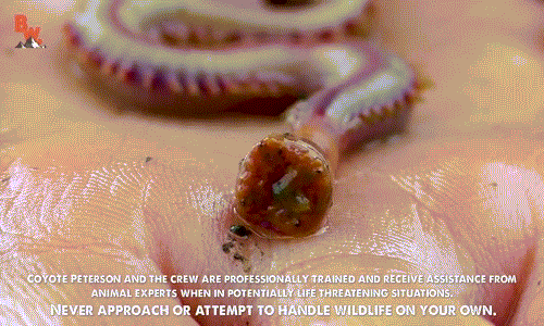 Sinh vật này thường có màu hồng kem 