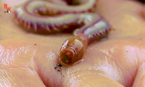 Giun máu là những tay đào hố cừ khôi sống ở dưới đáy lớp cát hoặc đáy của vùng triều, vùng phụ trũng