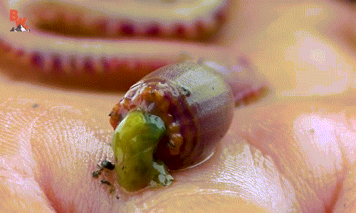 Cơ thể giun máu rất đặc biệt, chứa nhiều đồng mà không bị nhiễm độc