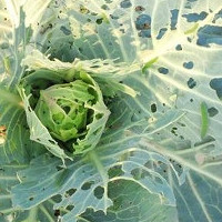 Thực vật cảm nhận được nỗi đau khi chúng bị ăn và có cơ chế phòng vệ chống lại điều đó