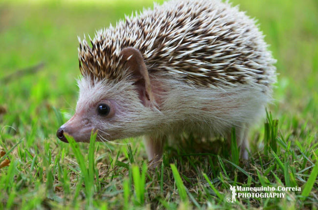 Nhím gai chịu được lượng độc asen gấp 25 lần con người