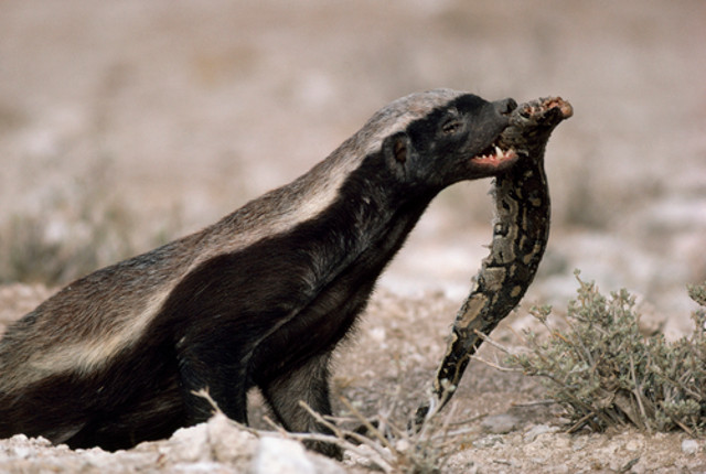 Với khả năng miễn dịch với mọi loại độc tố của rắn, lửng mật ong là kẻ thù đáng sợ nhất của các loài rắn độc