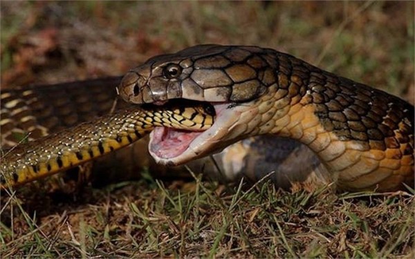 Trong tự nhiên, có hàng trăm loài rắn chuyên đi săn và ăn thịt các loài rắn khác