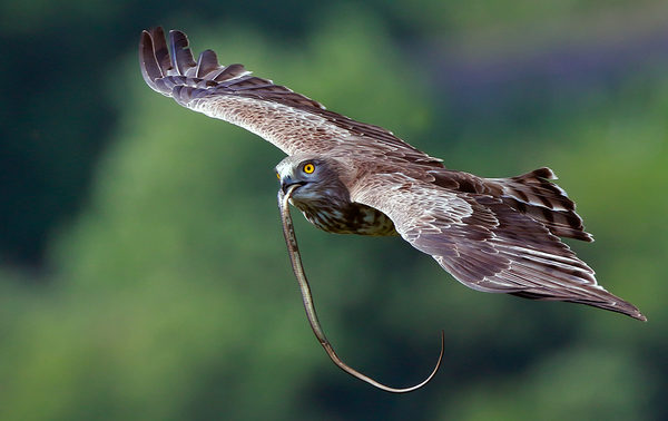 Rắn là con mồi ưa thích của chim đại bàng