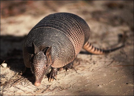 Tê tê Armadillos hoàn toàn có thể dùng cạnh vẩy cứng cắt đứt thân con rắn và sau đó ăn thịt chúng
