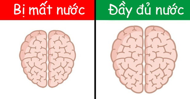 Việc thiếu nước khiến nồng độ oxy trong máu giảm dẫn tới suy giảm trí nhớ ngắn hạn