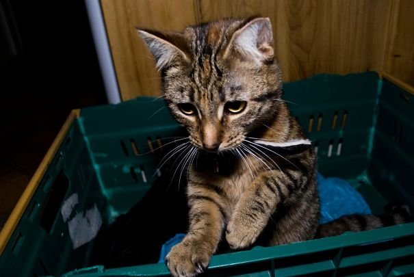 Đứa bạn cùng phòng bảo ra ngoài mua cái bẫy chuột... và đây là cái "bẫy chuột sống" đó