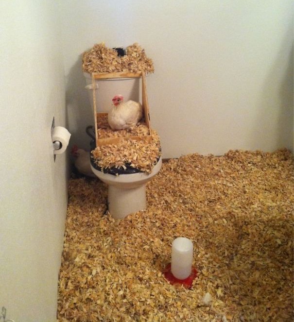 Phòng của bạn bỗng nhiên trở thành trang trại nuôi gà.