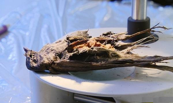 Xác một con chim hét cánh đỏ được bảo quản nguyên vẹn sau 4.200 năm nằm dưới lớp băng