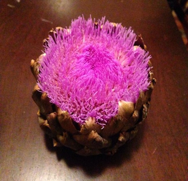 Quả a-ti-sô nằm trong tủ lạnh quá lâu sẽ mọc mầm trông như một loại san hô có màu hồng rực rỡ thế này đây