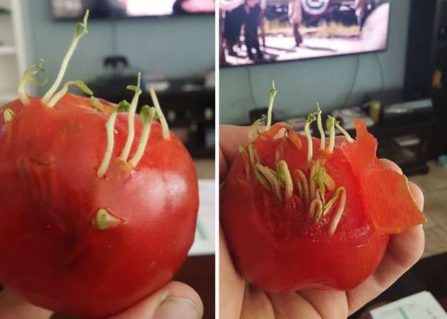 Những mầm non đang cố gắng trồi qua khỏi lớp vỏ của quả cà chua