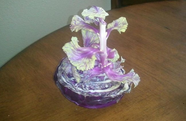 Bắp cải mọc mầm vì bị "bó giò" trong túi nilon quá lâu