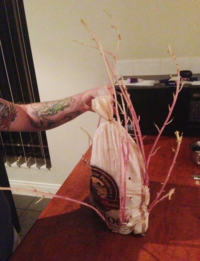 Khoai tây mọc mầm