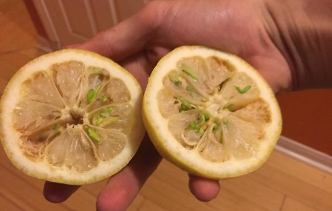 Dù hái từ trên cây xuống nhưng quả chanh này cũng đã mọc mầm