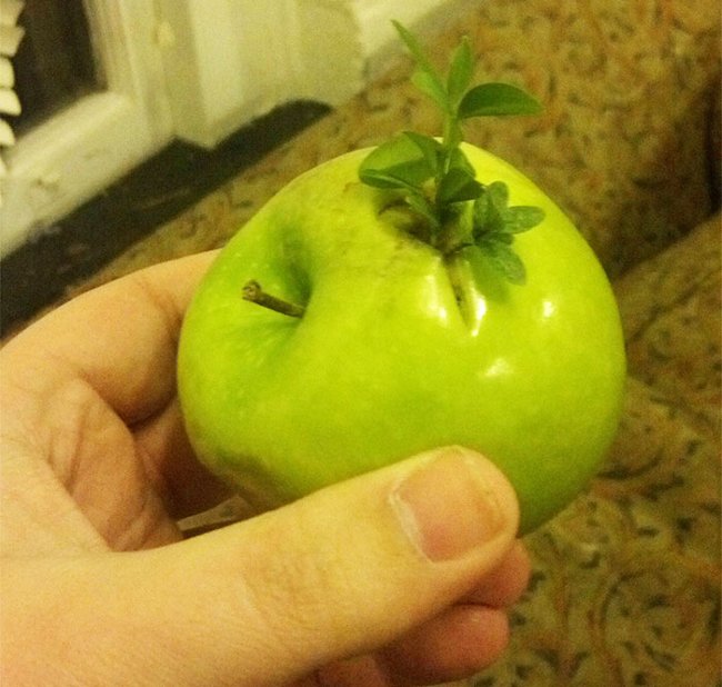 Đã bao giờ bạn nhìn thấy cây táo mọc rễ trên quả táo chưa?