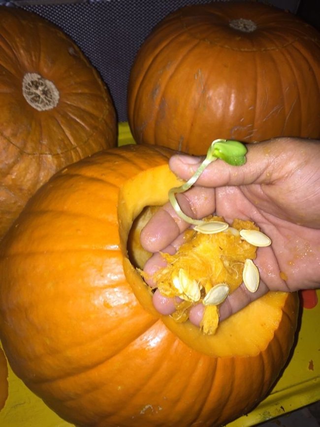 Thiếu chút nữa thôi là một cây bí ngô nhỏ sẽ sinh sôi nảy nở trong ruột quả bí