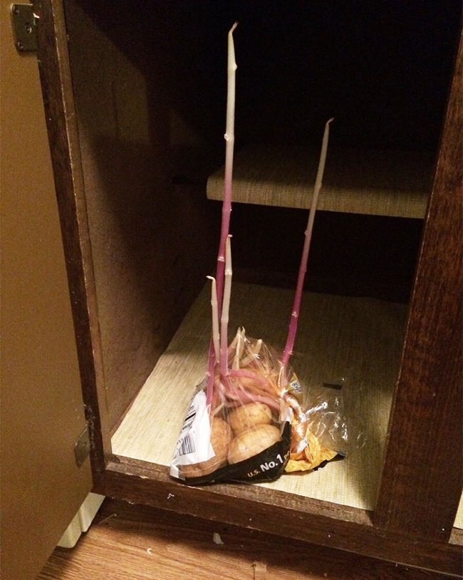 Chỉ vì quên mất đi sự có mặt của túi khoai tây mà chúng đã mọc mầm cao như thế này. Chuẩn bị… thu hoạch khoai mới thôi nào!