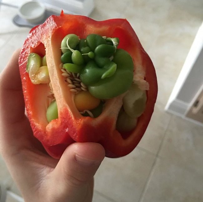 Có vẻ như quả ớt chuông lớn đang mang thai một quả ớt nhỏ vậy