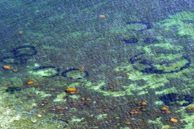 Những loại vi khuẩn ngoại lai đã ăn mòn và dần xâm chiếm thảm cỏ biển