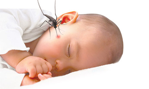 Hãy mắc màn khi ngủ để bảo vệ chính mình và gia đình khỏi lũ muỗi 