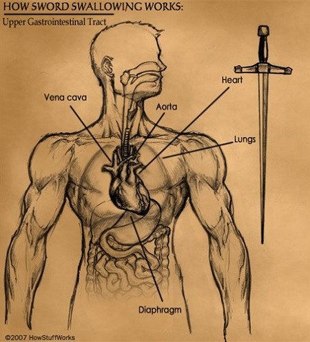 Mô tả đường tiêu hoá trên của con người và chiều dài thanh kiếm 