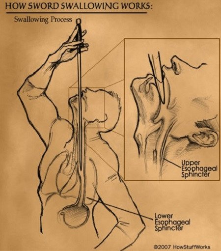 Hình ảnh mô tả quá trình thanh kiếm đi qua hai cơ vòng và làm thẳng đường tiêu hoá trên khi nó được nuốt vào trong bụng người biểu diễn nuốt kiếm 
