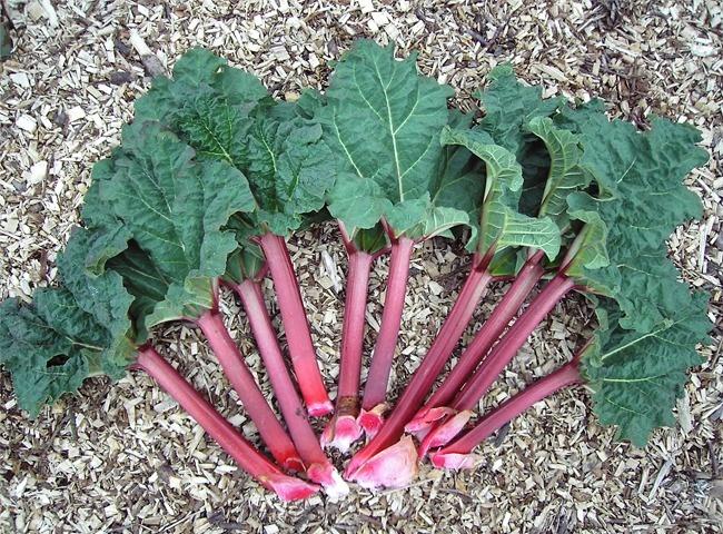 Cây đại hoàng - Rhubarb