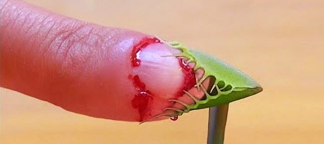 Bẫy ruồi Venus flytrap 