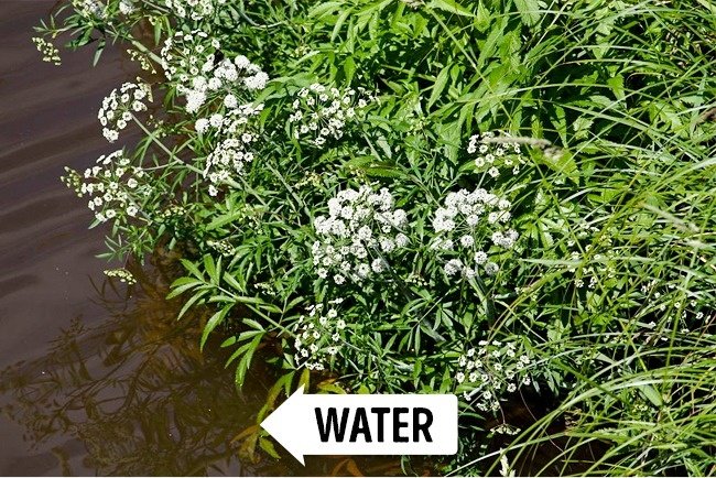 Cần nước - Cowbane hay Water Hemlock